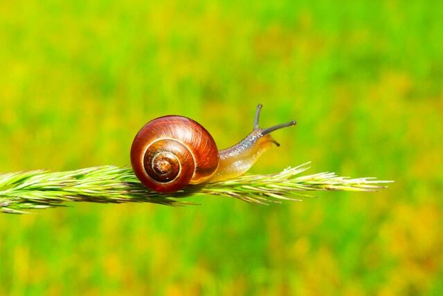 snail on a plant